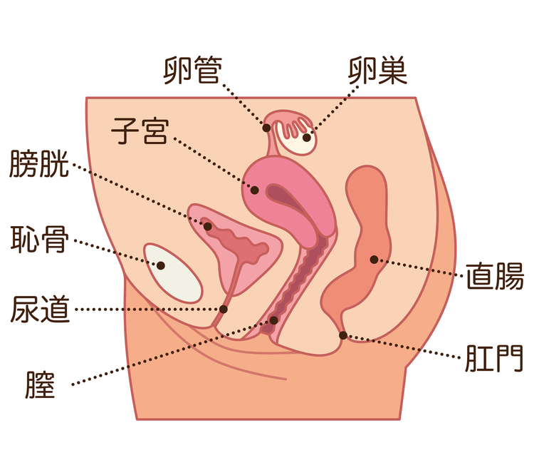 女性の下腹部の構造